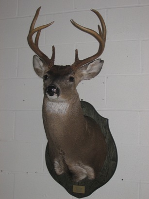 Mounted Deer